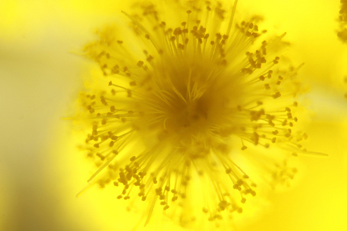 Mimosa1