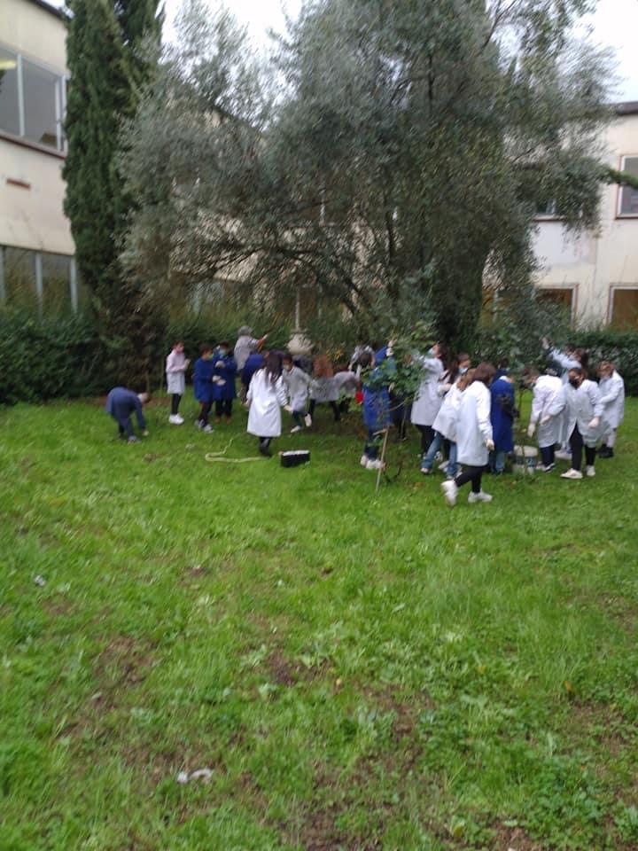 Raccolta delle olive21